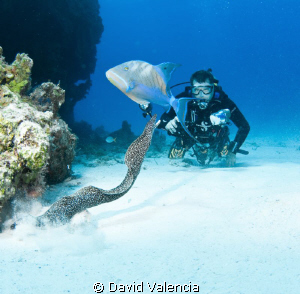 This spotted eel was very "friendly." Nipping at everythi... by David Valencia 